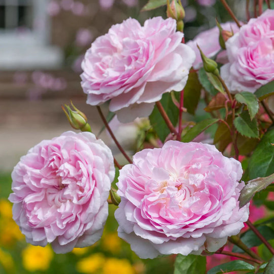 Silas Marner - David Austin Rose