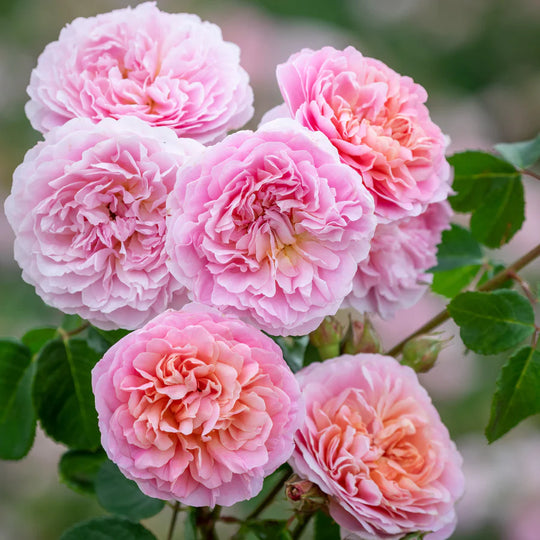 Eustacia Vye - David Austin Rose