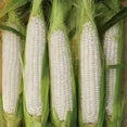 Sweet Corn Burpee's Triple Crown White Hybrid - Burpee Seeds
