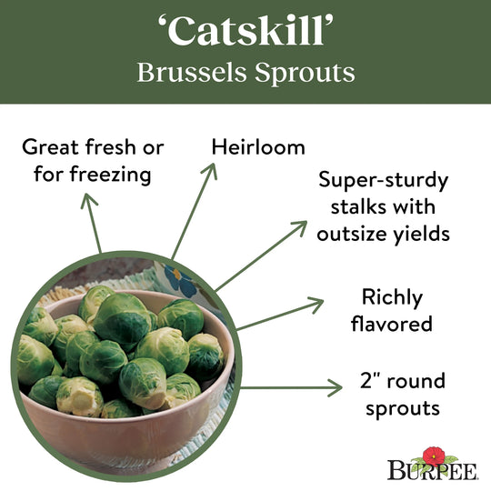 Brussels Sprouts Catskill - Burpee Seeds