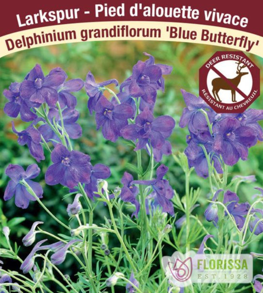 Delphinium - Blue Butterfly, 1 Pack