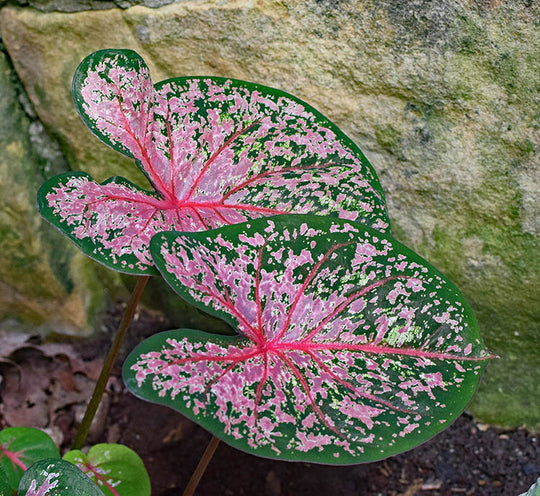 Caladium - Carolyn Whorton