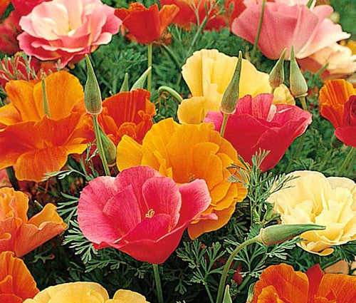 California Poppy Mission Bells - Pacific Northwest Seeds