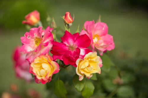 Campfire - Cold Hardy Rose