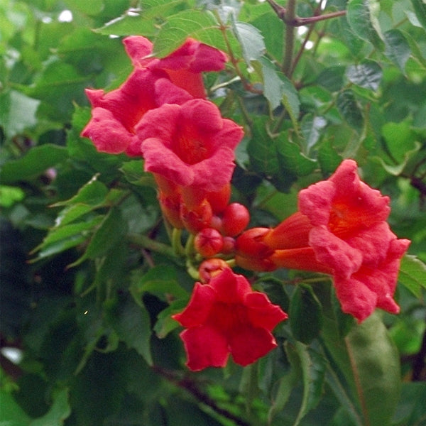 Campsis Grandiflora (Trumpet Vine)