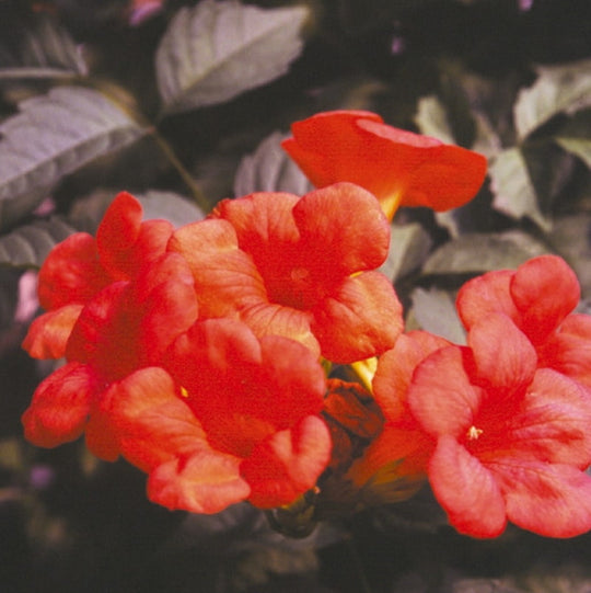 Campsis Atropurpurea (Trumpet Vine)