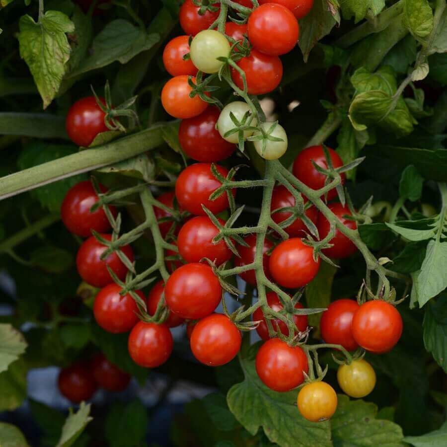 Tomato Red Currant Candyland - Ontario Seed Company