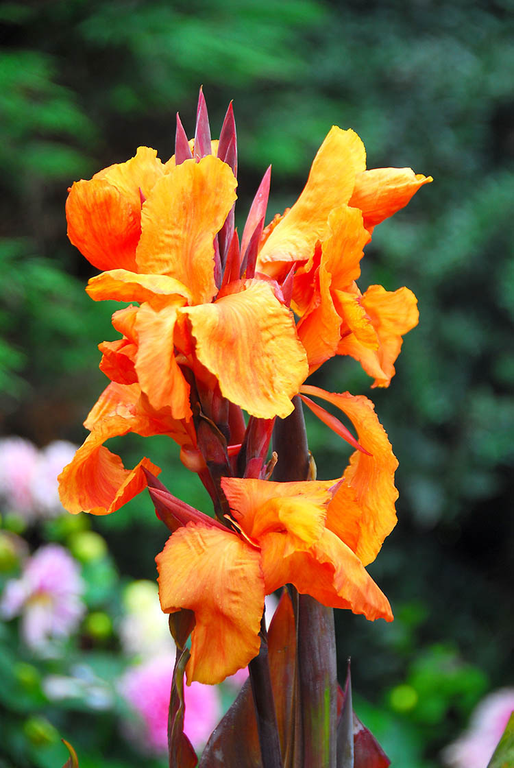 Canna, Bronzeleaf - Wyoming