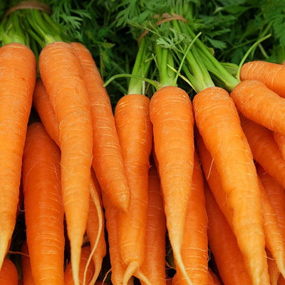 Carrot Touchon Deluxe - Saanich Organics