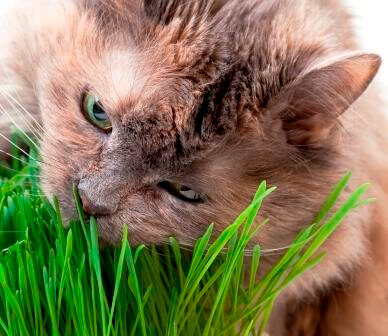 Cat Grass - Ontario Seed Company