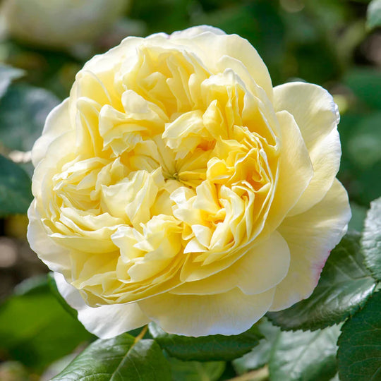Charles Darwin - David Austin Rose