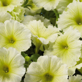 Petunia Celebrity Yellow Multiflora - Ontario Seed Company
