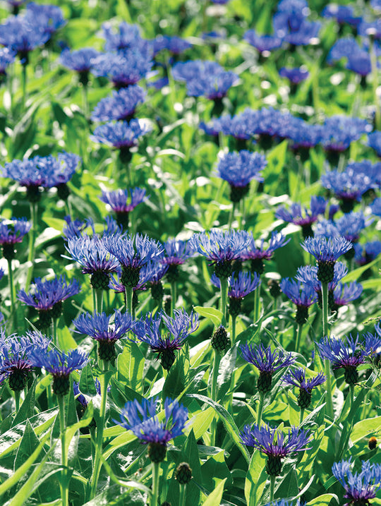 Cornflower -  Montana Blue, 1 Pack