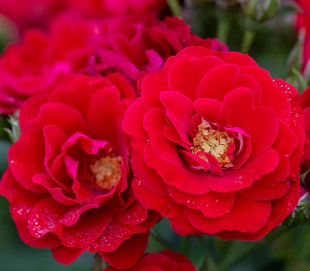 Cherry Frost - Star Roses and Plants