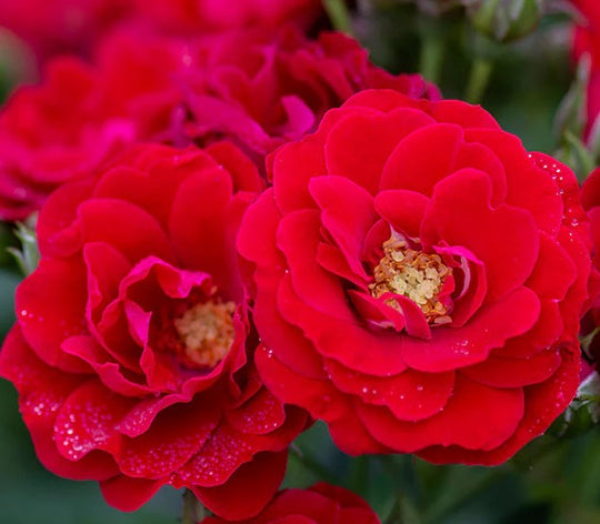 Cherry Frost - Star Roses and Plants