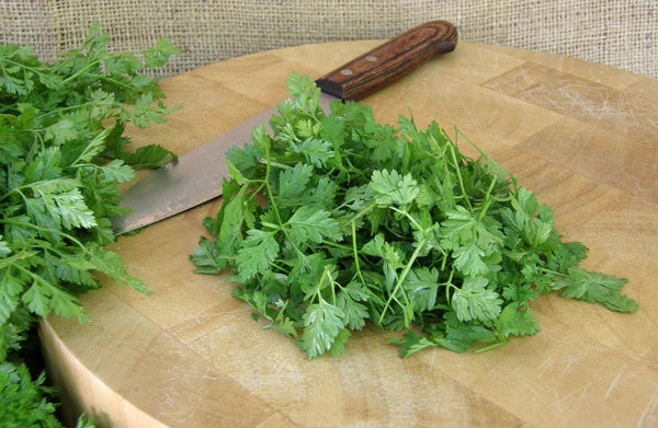 Herb French Chervil - Renee's Garden