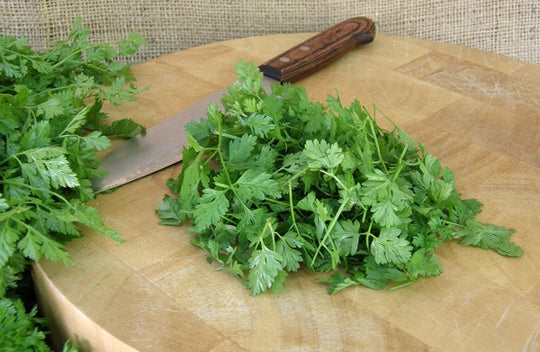 Herb French Chervil - Renee's Garden