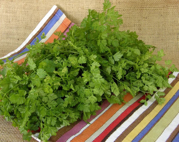 Herb French Chervil - Renee's Garden