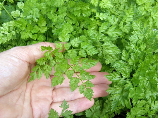 Herb French Chervil - Renee's Garden