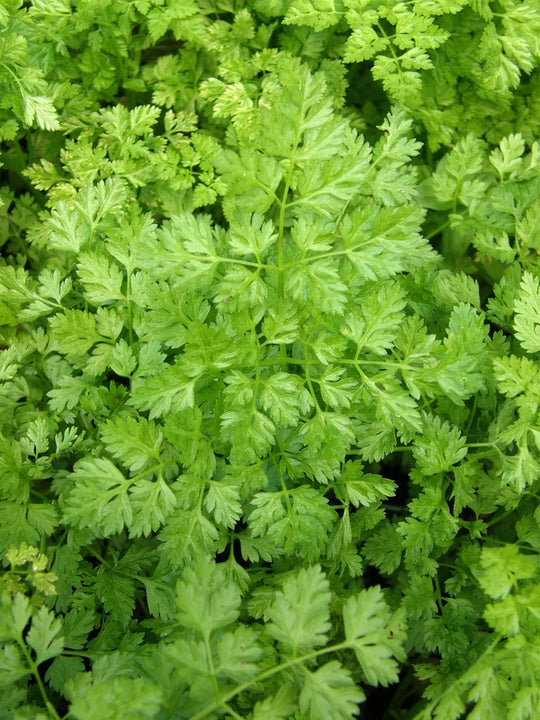 Herb French Chervil - Renee's Garden