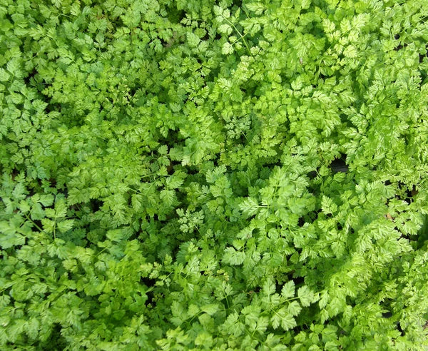 Herb French Chervil - Renee's Garden