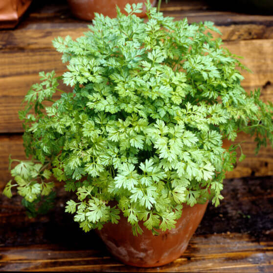 Chervil - Ontario Seed Company