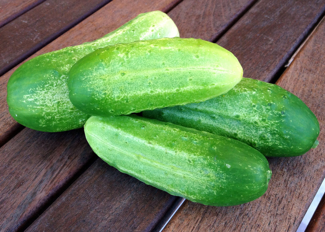 Cucumber Chicago Pickling - Pacific Northwest Seeds