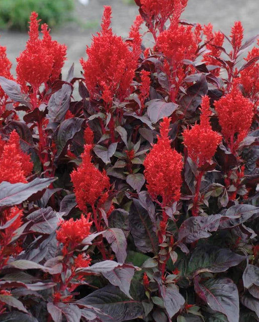 Celosia China Town - West Coast Seeds