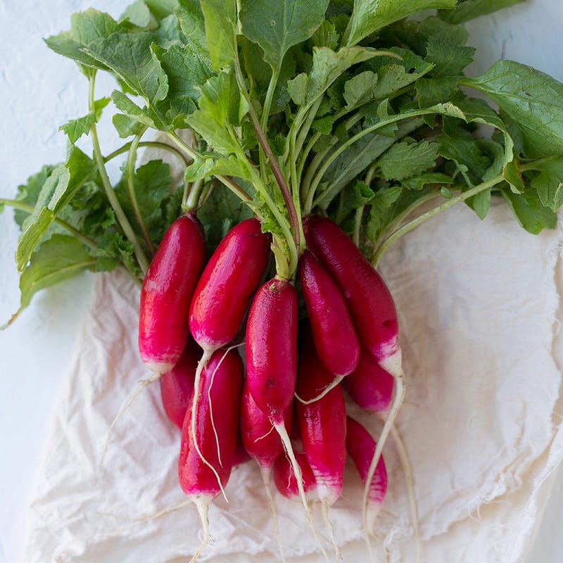 Radish China Rose - Pacific Northwest Seeds