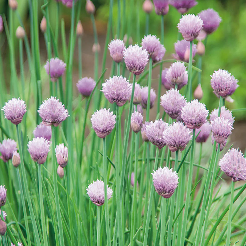 Organic Chives - McKenzie Seeds