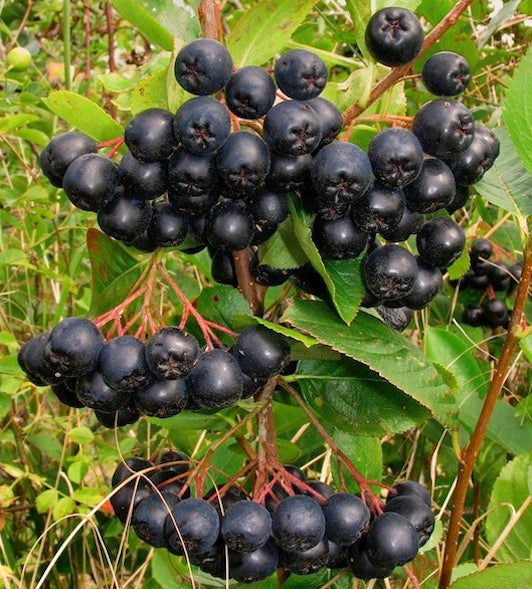 Chokeberry Aronia - Viking