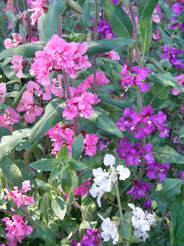 Clarkia Mountain Garland - Renee's Garden