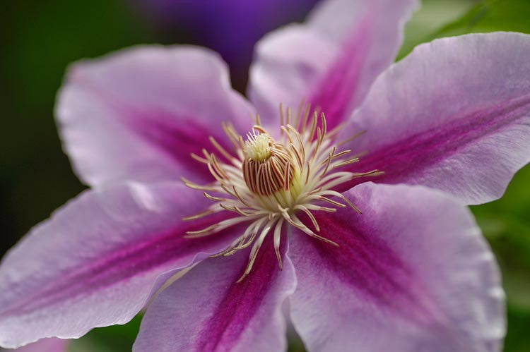 Clematis Bees Jubilee
