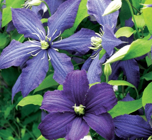 Clematis Rhapsody