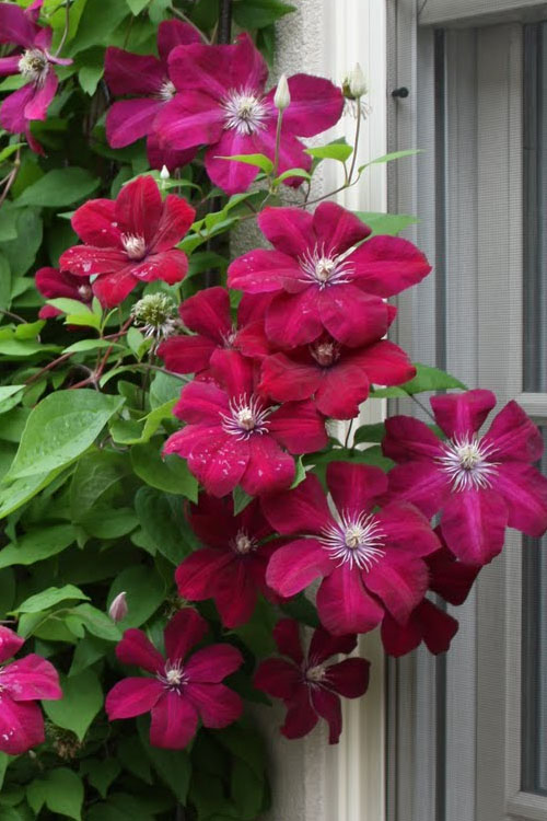 Clematis Rouge Cardinal