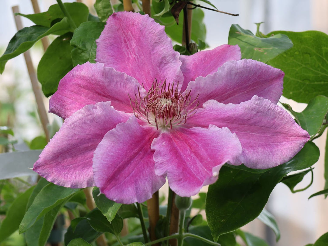 Clematis Scartho Gem