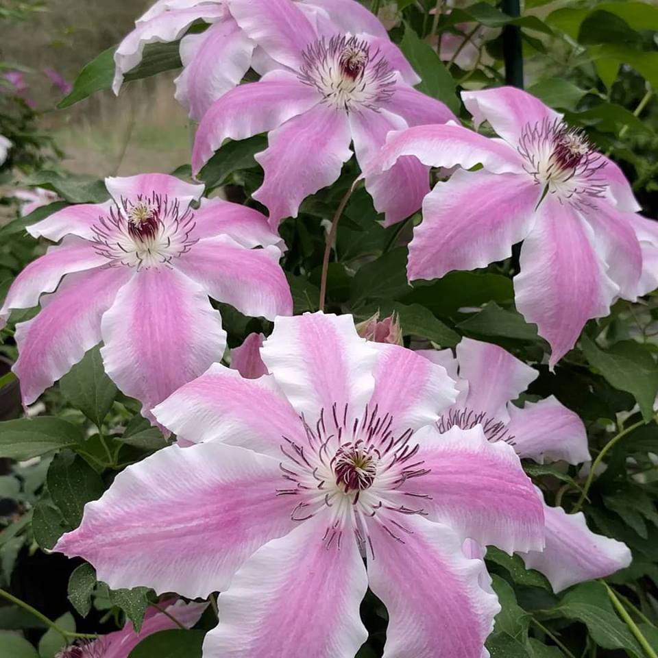 Clematis Vancouver Mystic Gem