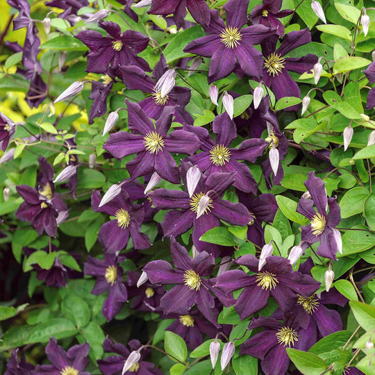 Clematis Romantica