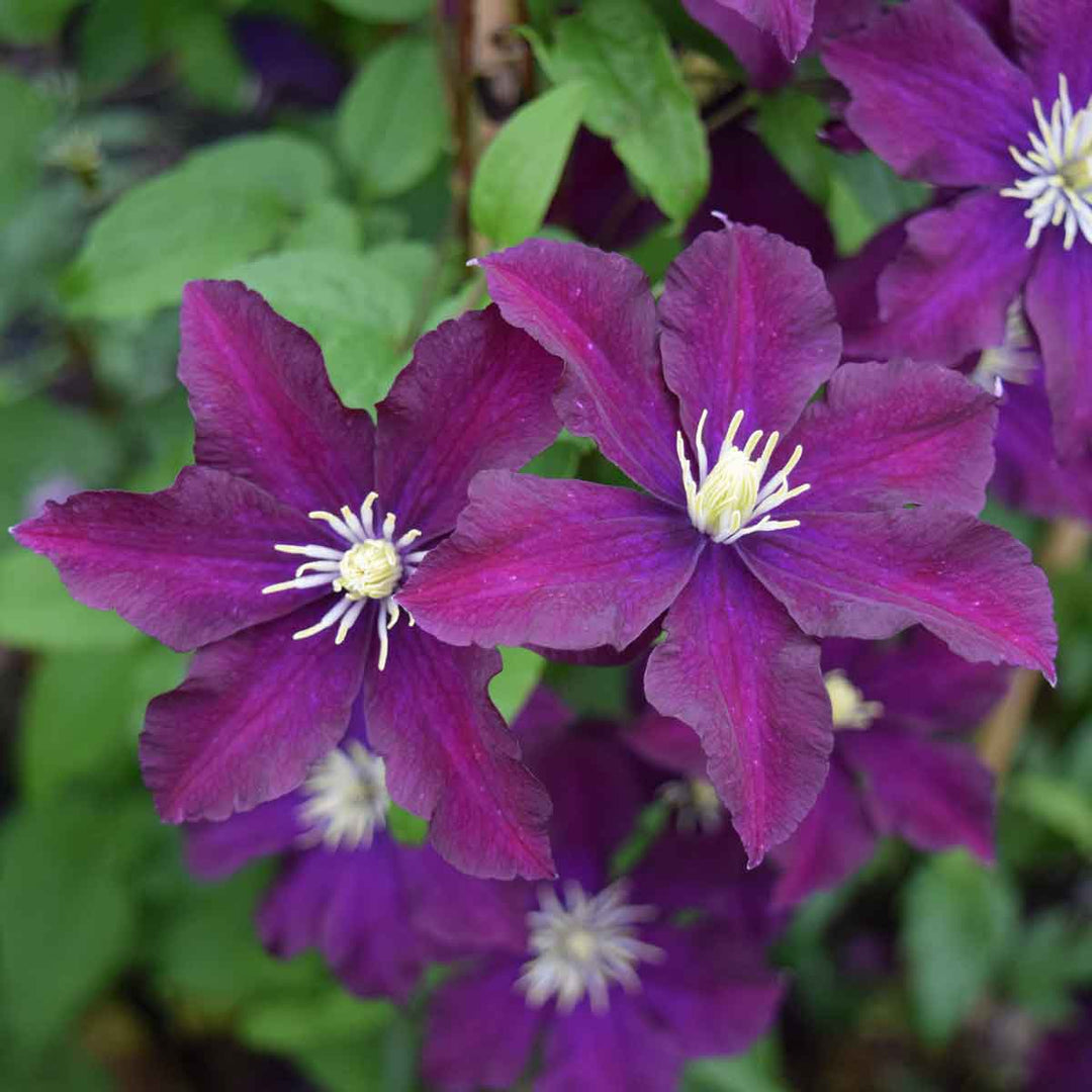 Clematis Warsaw Nike