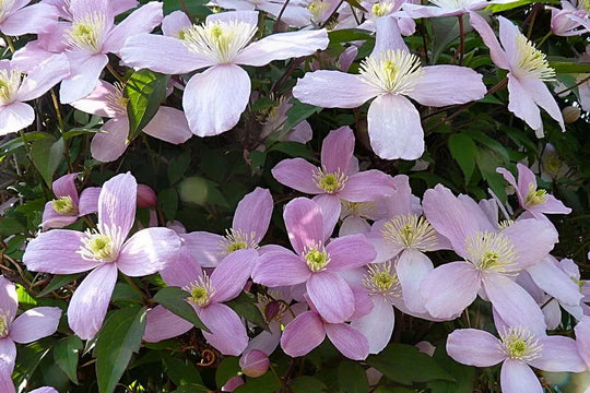 Clematis Montana Elizabeth