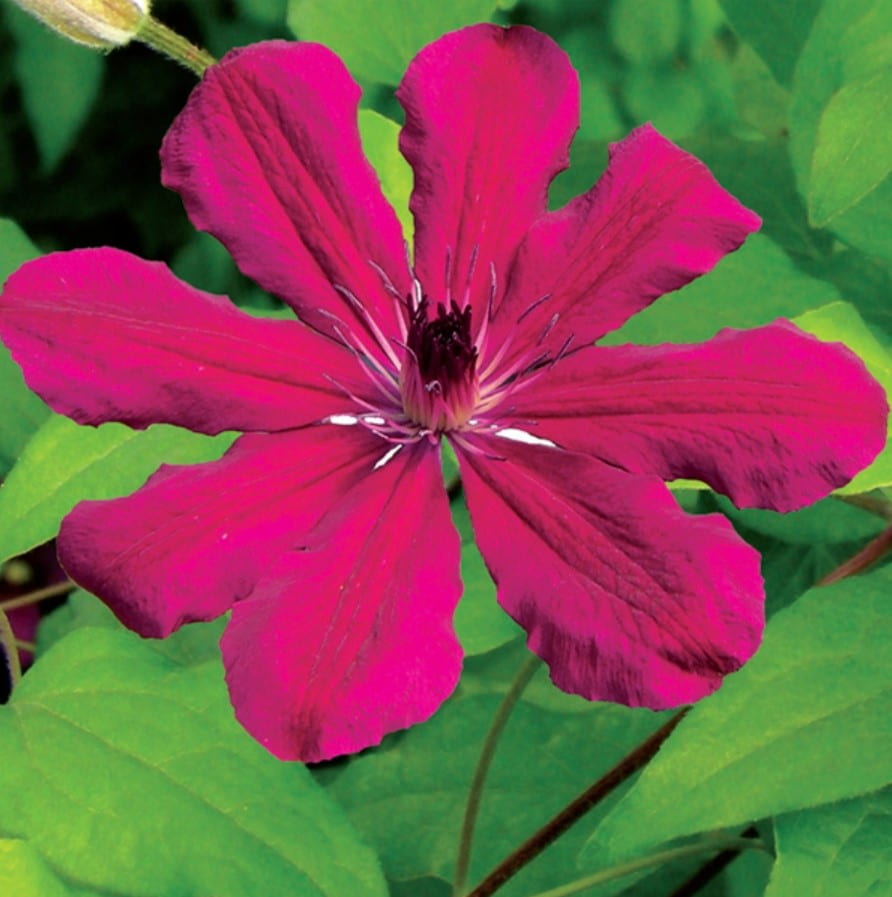 Clematis Allanah