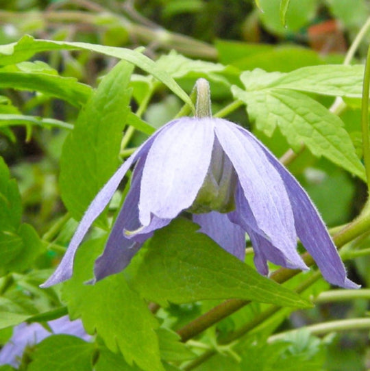 Clematis alpina Stolwijk Gold