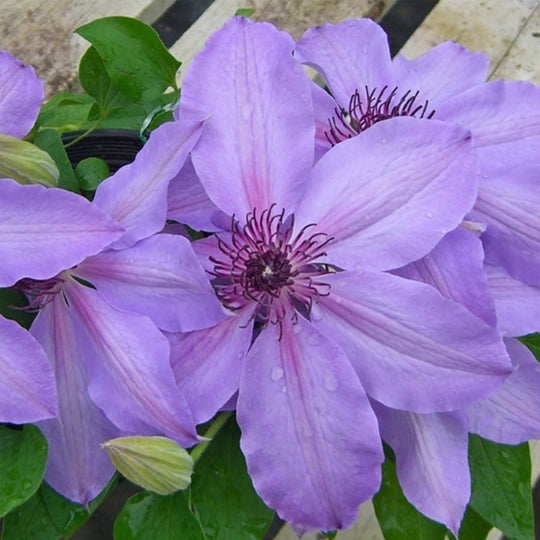 Clematis Blue Ravine