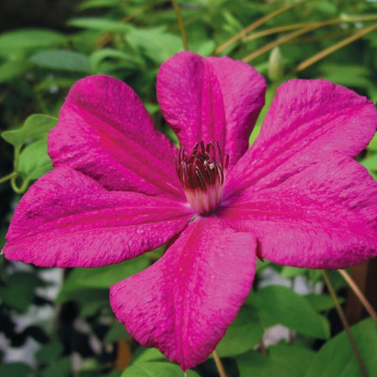 clematis cardinal wyszynski