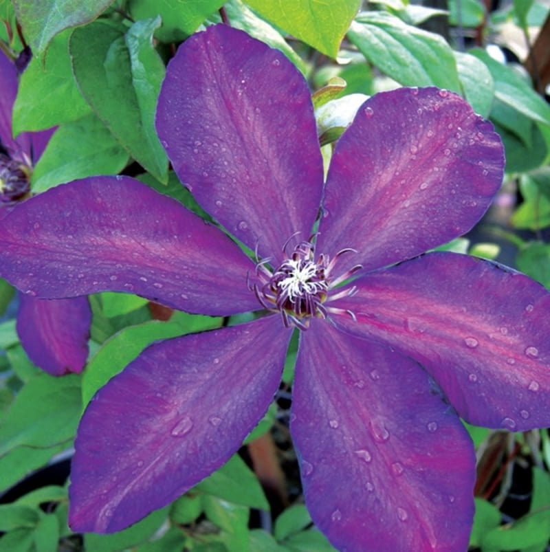 Clematis Dorothy Walton