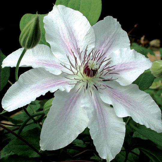 clematis fair rosamund