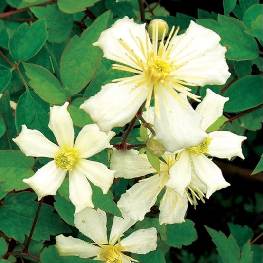 Clematis Fargesioides