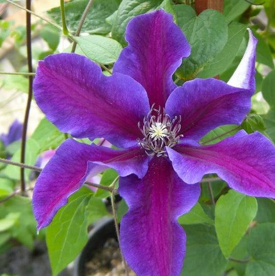 Clematis Fireworks