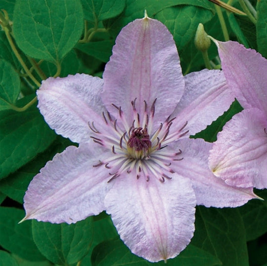 Clematis Hagley Hybrid