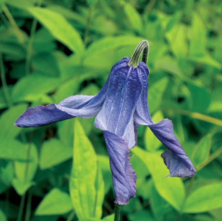 Clematis integrifolia Olgae